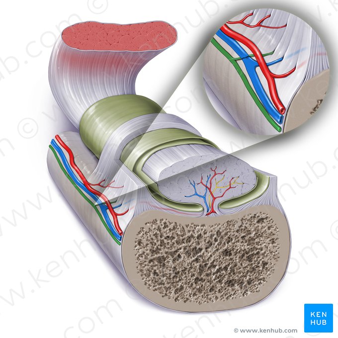 Nerf pour le tendon (Nervus tendinis); Image : Paul Kim