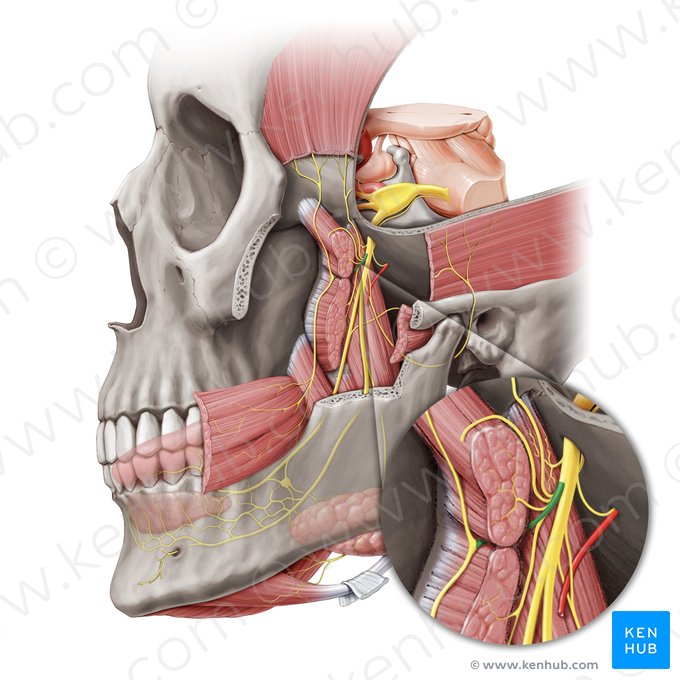 Divisão anterior do nervo mandibular (Divisio anterior nervi mandibularis); Imagem: Paul Kim