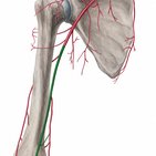 Arteria braquial (humeral)