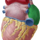 Erregungsbildungs- und -leitungssystem des Herzens