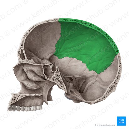 Os parietale (Scheitelbein); Bild: Yousun Koh