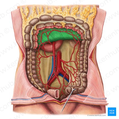 Mesocolon transverso (Mesocolon transversum); Imagen: Irina Münstermann