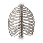 Thoracic spine