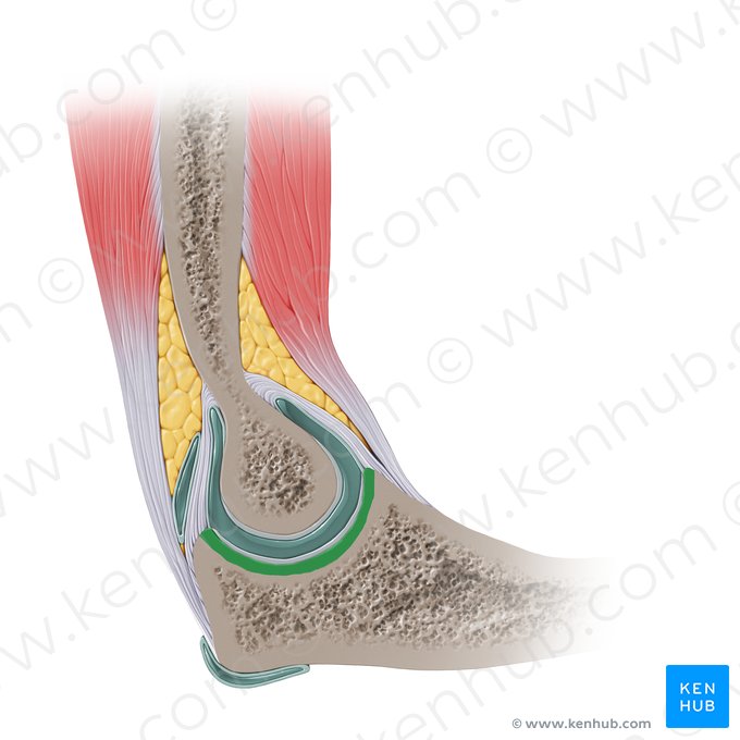 Incisura troclear de la ulna (Incisura trochlearis ulnae); Imagen: Paul Kim