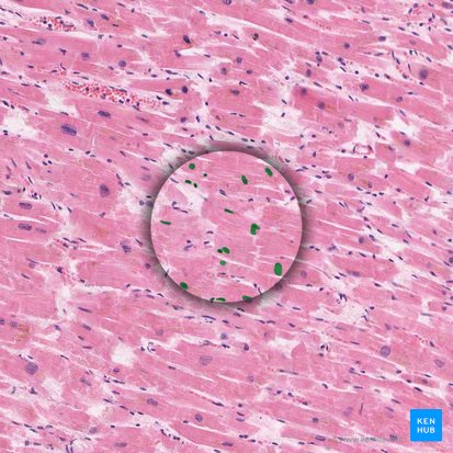 Nuclei cardiomyocytorum (Herzmuskelzellkerne); Bild: 