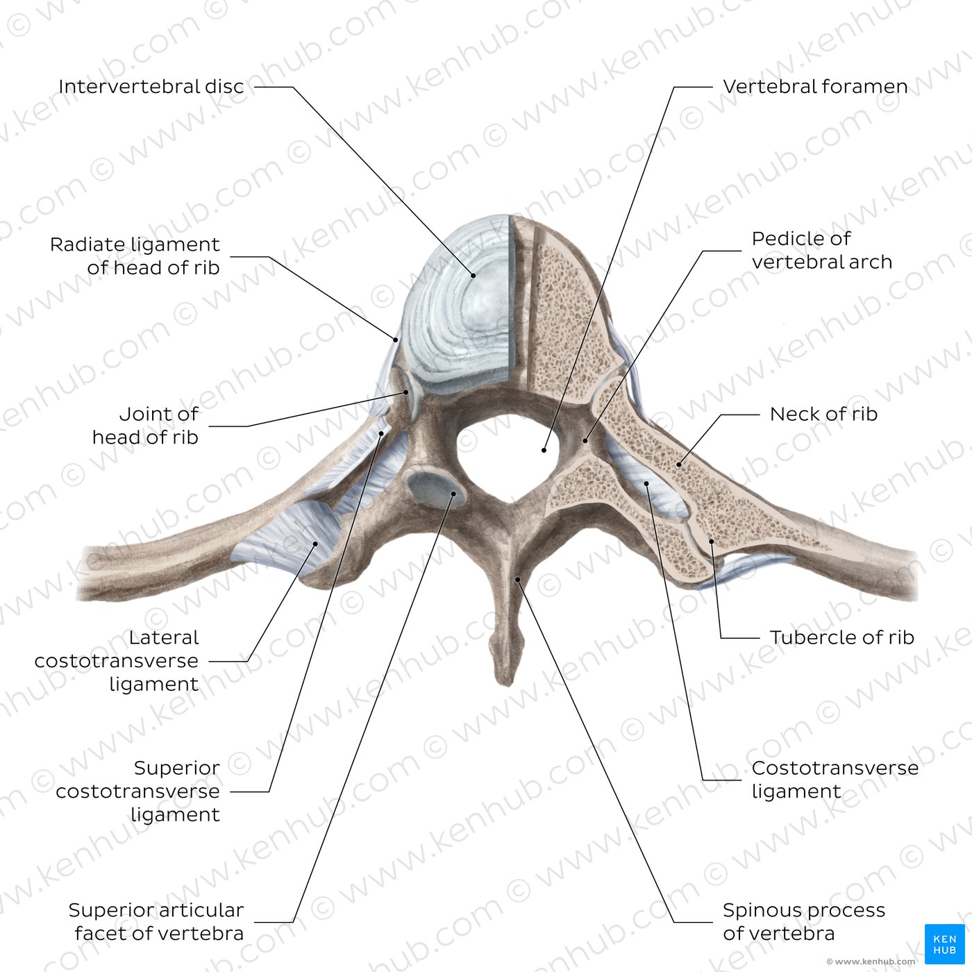Costovertebral joints (transverse section)