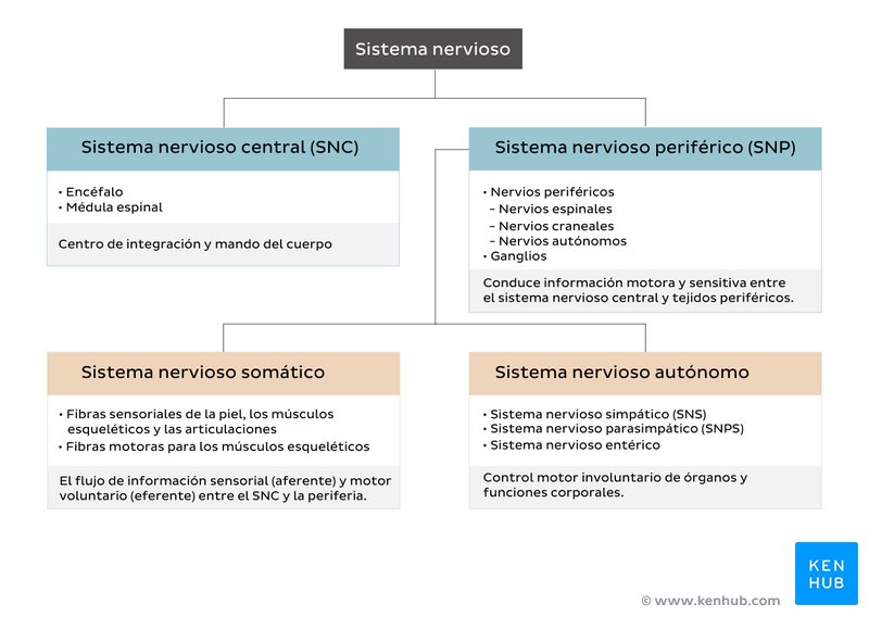 Diagrama de la división del sistema nervioso