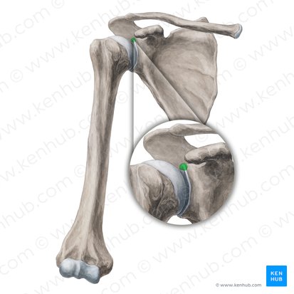 Tubérculo supraglenoidal da escápula (Tuberculum supraglenoideum scapulae); Imagem: Yousun Koh