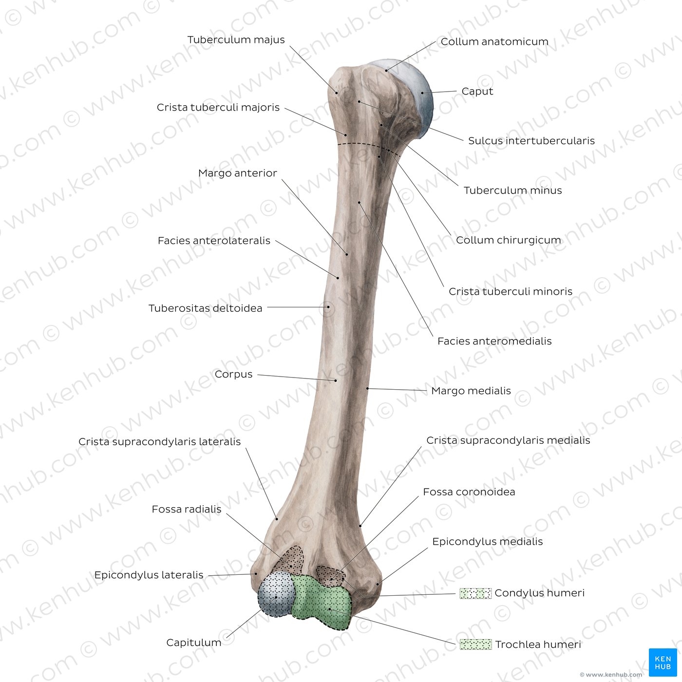 Humerus: Anteriore Ansicht