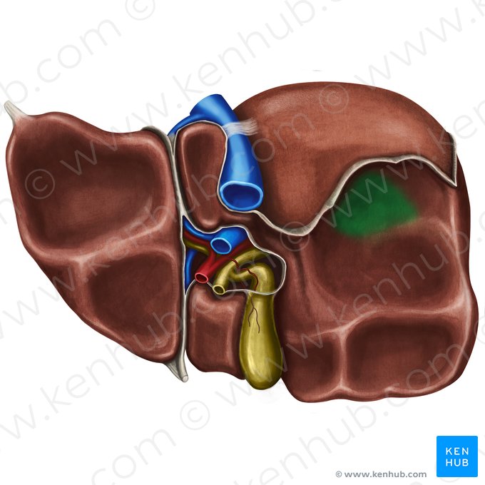 Impresión suprarrenal del hígado (Impressio suprarenalis hepatis); Imagen: Irina Münstermann