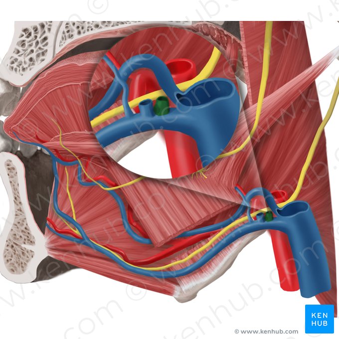 Veia retromandibular (Vena retromandibularis); Imagem: Begoña Rodriguez