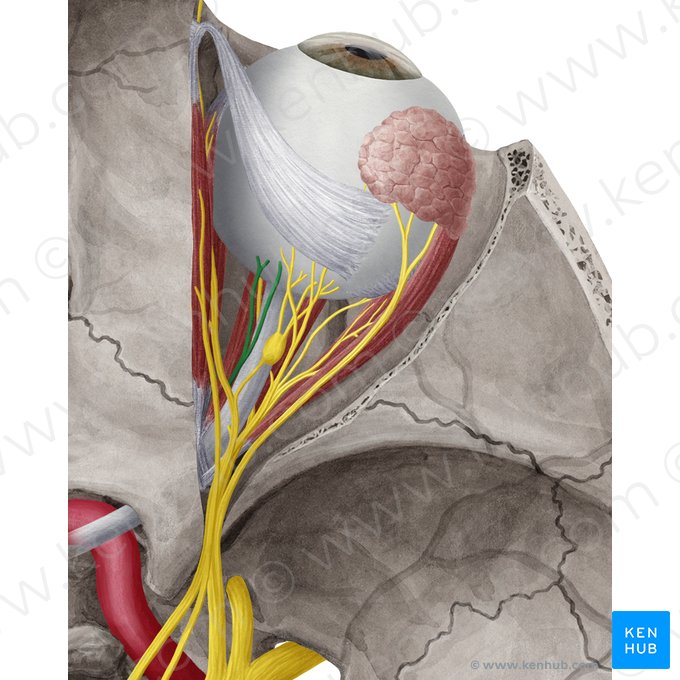 Long ciliary nerves (Nervi ciliares longi); Image: Yousun Koh