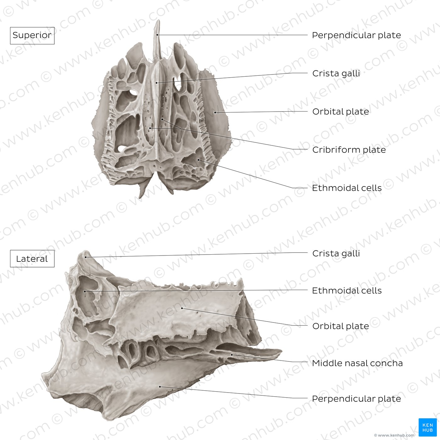 Ethmoid bone (superior and lateral views)