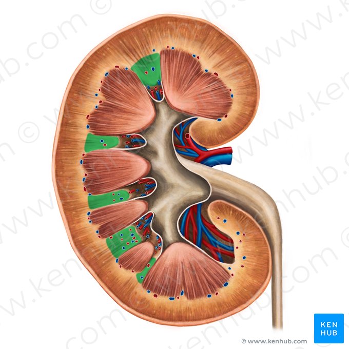 Renal columns (Columnae renales); Image: Irina Münstermann