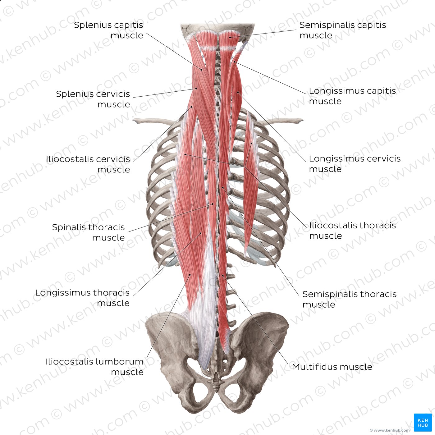 Superficial and intermediate deep back muscles