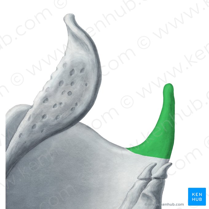 Superior horn of thyroid cartilage (Cornu superius cartilaginis thyroideae); Image: Yousun Koh