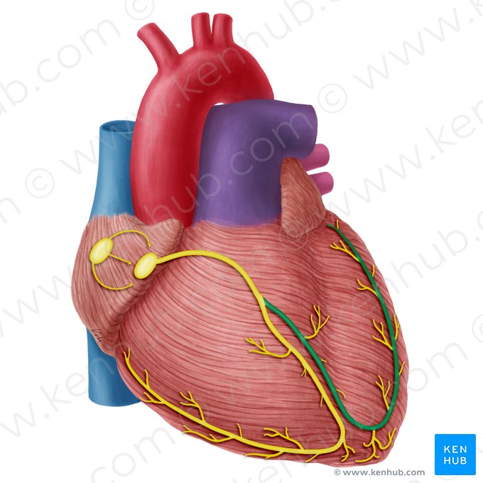 Ramo izquierdo del fascículo atrioventricular (Crus sinistrum fasciculi atrioventricularis); Imagen: Yousun Koh