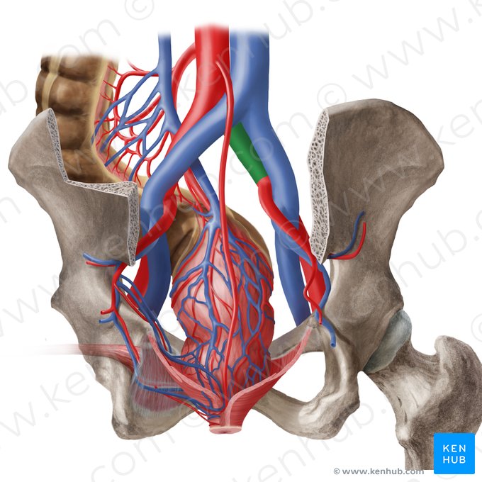 Right common iliac artery (Arteria iliaca communis dextra); Image: Begoña Rodriguez