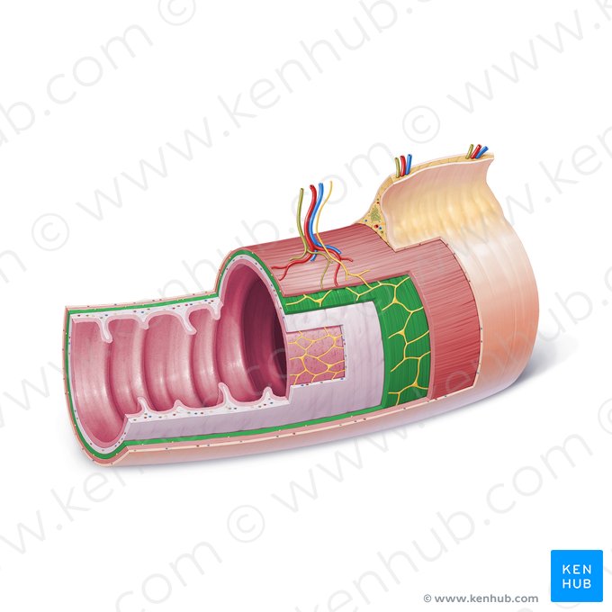 Capa circular interna de la túnica muscular (Stratum circulare internum tunicae muscularis); Imagen: Paul Kim