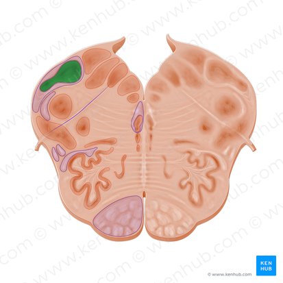 Núcleo cuneiforme (Nucleus cuneatus); Imagen: Paul Kim