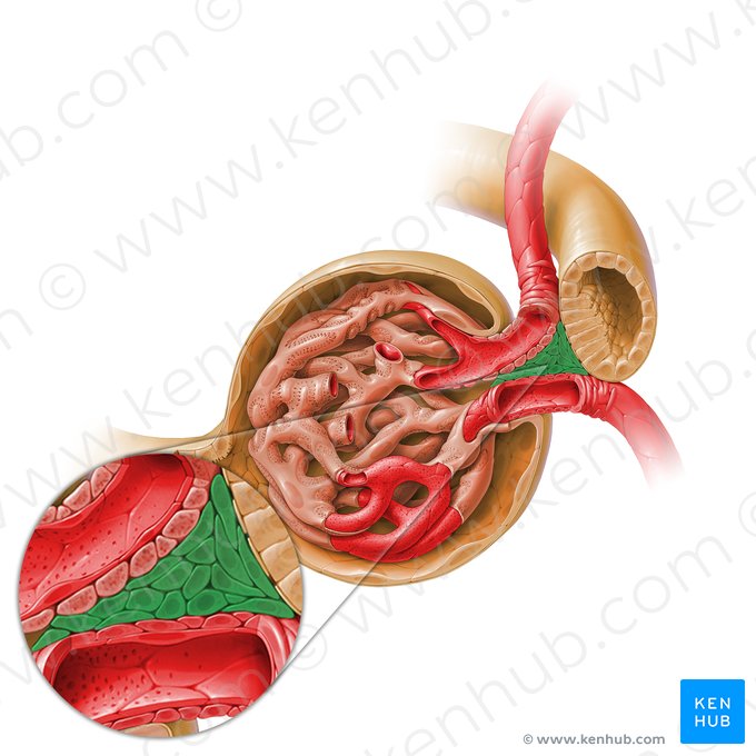 Mesangiocytus extraglomerularis (Extraglomeruläre Mesangiumzellen); Bild: Paul Kim