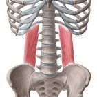 Quadratus lumborum muscle