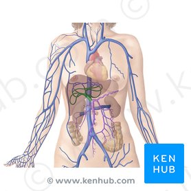 Hepatic portal vein: Anatomy, function, clinical points | Kenhub