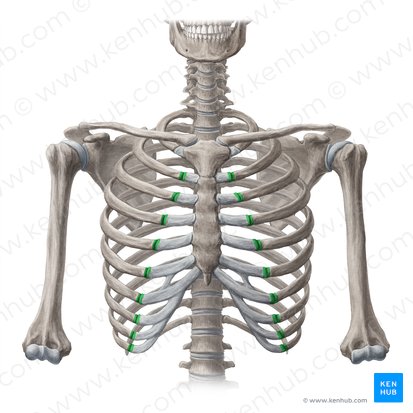 Costochondral joints (Juncturae costochondrales); Image: Yousun Koh