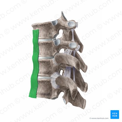 Anterior longitudinal ligament (Ligamentum longitudinale anterius); Image: Begoña Rodriguez