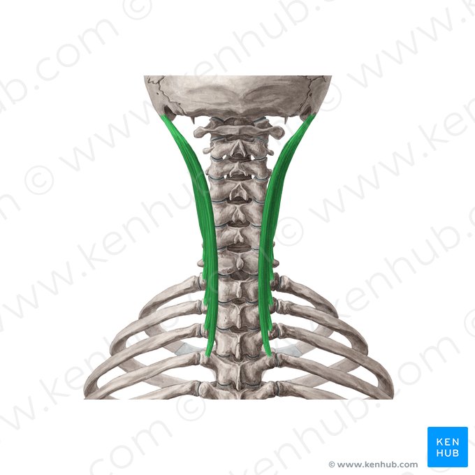 Musculus longissimus capitis (Kopfteil des langen Rückenmuskels); Bild: Yousun Koh