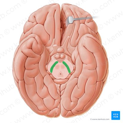 Sustancia negra (Substantia nigra); Imagen: Paul Kim