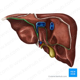 Posterior part of coronary ligament of liver (Pars posterior ligamenti coronarii hepatis); Image: Irina Münstermann