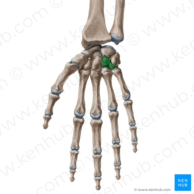 Hamate bone (Os hamatum); Image: Yousun Koh
