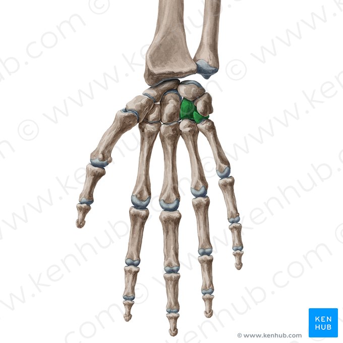 Osso hamato (Os hamatum); Imagem: Yousun Koh
