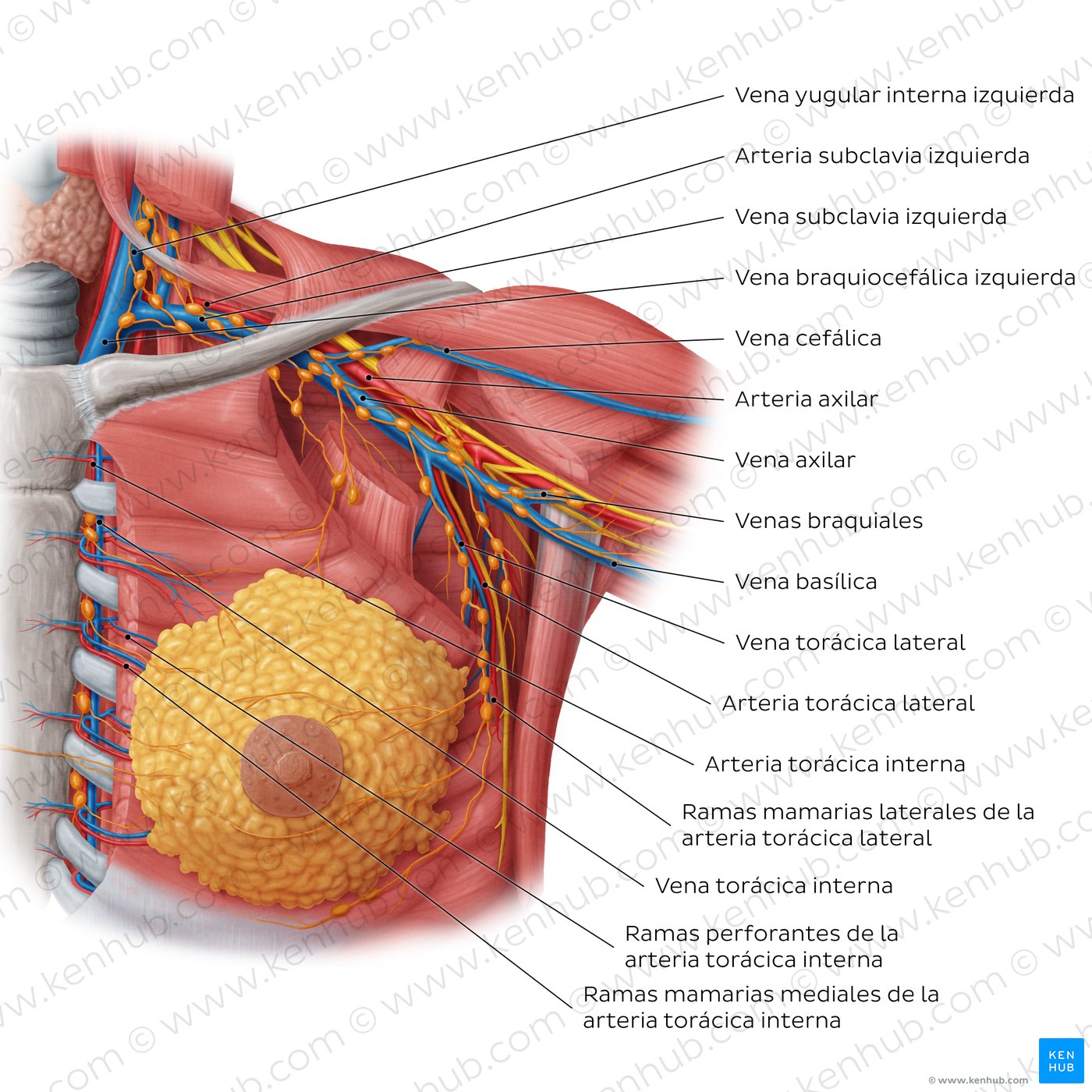 Arterias y venas de la mama femenina