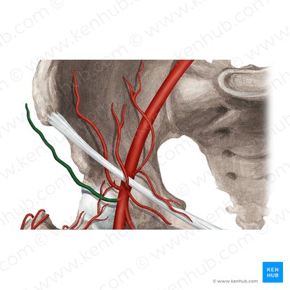 Superficial circumflex iliac artery (Arteria circumflexa iliaca superficialis); Image: Rebecca Betts