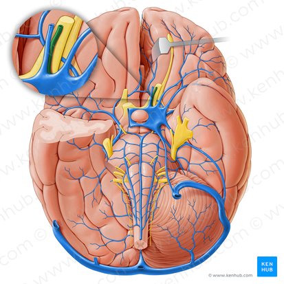 Superior ophthalmic vein (Vena ophthalmica superior); Image: Paul Kim