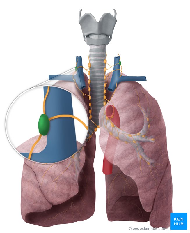 Deep cervical lymph nodes - ventral view