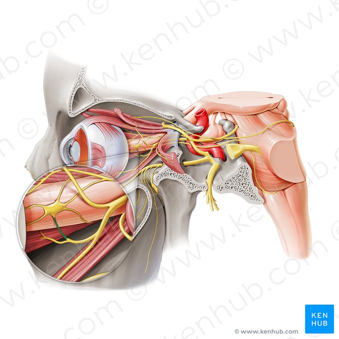 Ramo para el ganglio ciliar del nervio oculomotor (Ramus ganglionicus ciliaris nervi oculomotorii); Imagen: Paul Kim