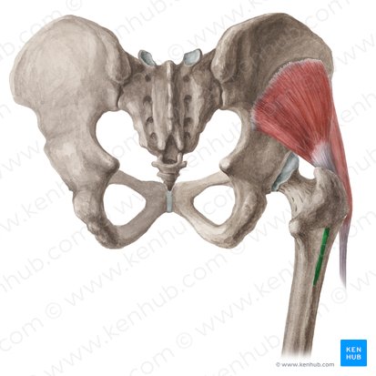 Gluteal tuberosity of femur (Tuberositas glutea ossis femoris); Image: Liene Znotina