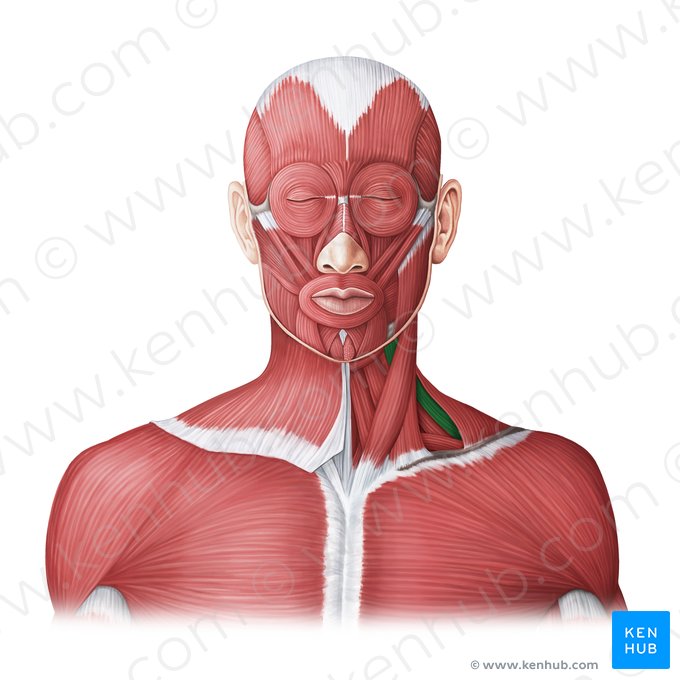 Scalenus medius muscle (Musculus scalenus medius); Image: Irina Münstermann