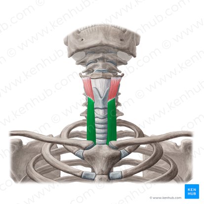 Músculo esternotireóideo (Musculus sternothyroideus); Imagem: Yousun Koh
