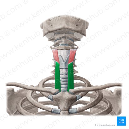 Músculo esternotireóideo (Musculus sternothyroideus); Imagem: Yousun Koh