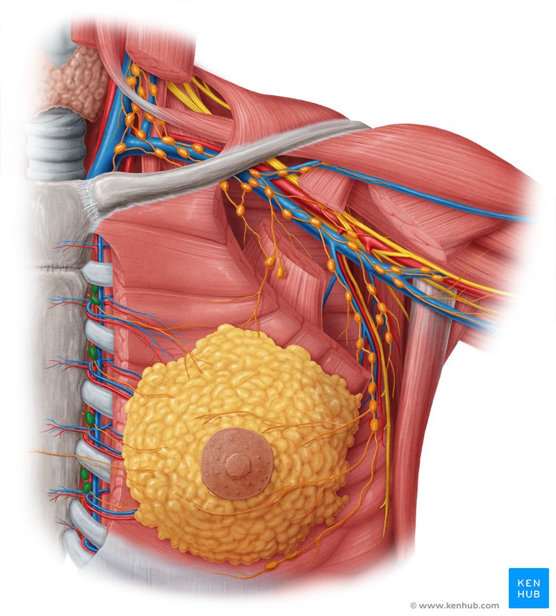 Parasternal lymph nodes - ventral view