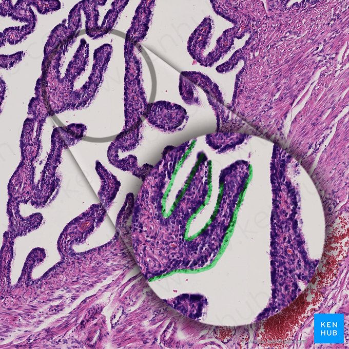 Simple columnar epithelium (with kinocilia) (Epithelium simplex columnare kinociliatum); Image: 