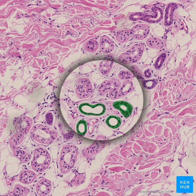 Epitélio cúbico estratificado (Epithelium stratificatum cuboideum); Imagem: 