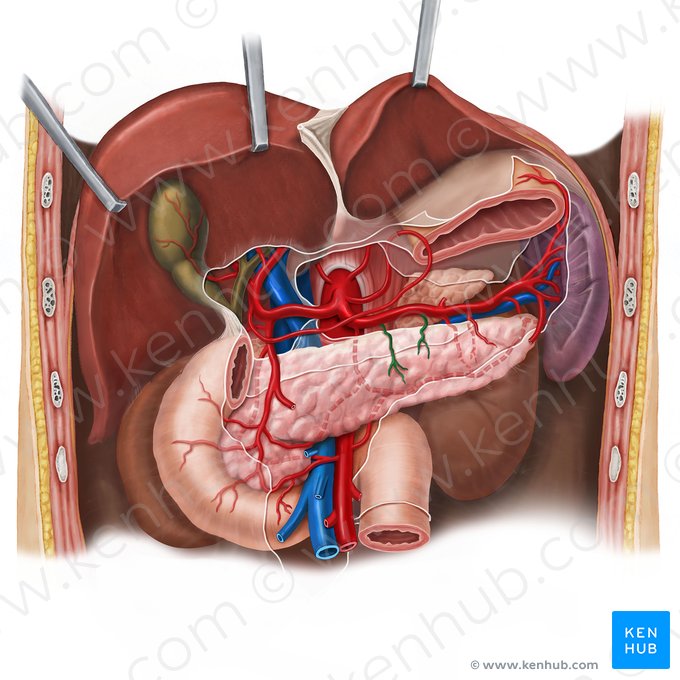 Rameaux pancréatiques de l'artère splénique (Rami pancreatici arteriae splenicae); Image : Esther Gollan