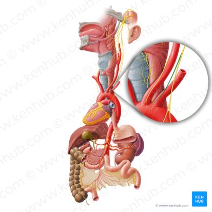 Rameaux cardiaques cervicaux inférieurs du nerf vague (Ramus cardiacus cervicalis inferior nervi vagi); Image : Paul Kim