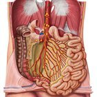 Lymphabfluss von Abdomen und Becken