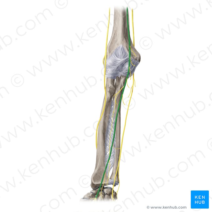 Median nerve (Nervus medianus); Image: Yousun Koh